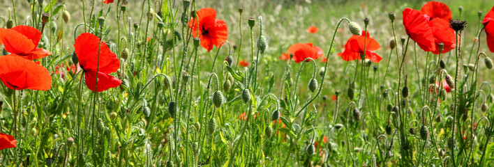 Fototapeta premium red tulips in spring