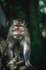 portrait of a monkey looking at the camera.