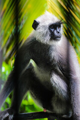 white tailed macaque in sri lanka 