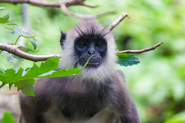 long tailed macaque on a tree