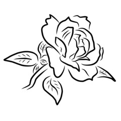Line style flower illustration