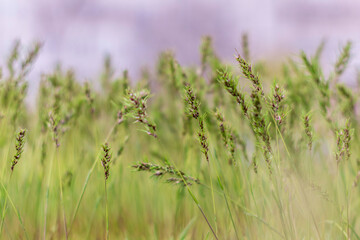 Poa pratensis green meadow grass.Grass Seeds.Natural background.Selective focus.