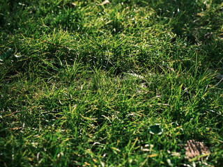 green grass in the garden