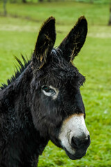 Fototapeta premium Les Anes sont dans le Pré