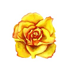 Yellow rose isolate on white background.