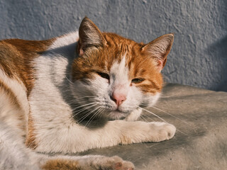 Fototapeta na wymiar portrait of a cute cat