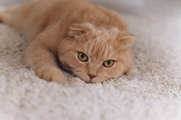 Fototapeta na wymiar Cute red scottish fold cat with orange eyes lying on grey textile sofa at home. Soft fluffy purebred short hair kitty. Background, copy space, close up.