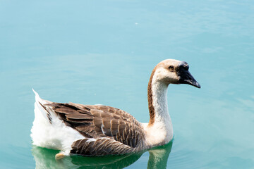 Brown white color goose swimming in lake background