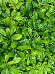 green leaves background