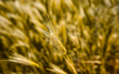 Colorful flowers during the spring days