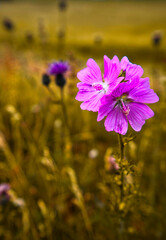 Colorful flowers during the spring days