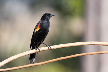 A red-winged blackbird on a bare branch in St. Augustine, Florida. 