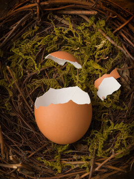 Broken brown egg in bird nest