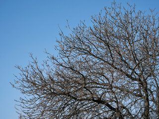 beautiful tree and sky background