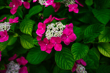 Colorful flowers during the spring days