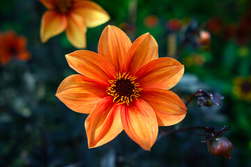 Colorful flowers during the spring days