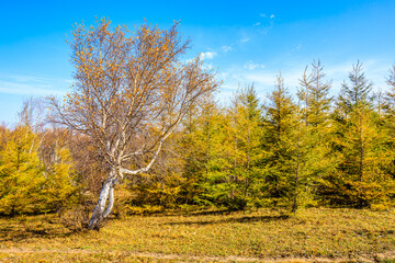 Colorful forest nature scenery in autumn season
