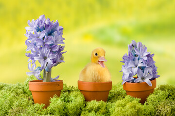 Easter duckling with flowers
