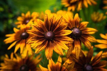 Colorful flowers during the spring days