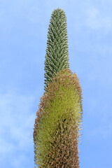 agave titanota