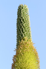 agave titanota