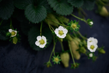 The strawberries at the organic strawberry farm are in Bloom
