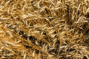Backdrop of ripe wheat. Agricultural concept