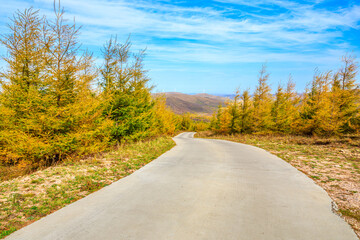 Empty concrete road and mountains with yellow forest in autumn season
