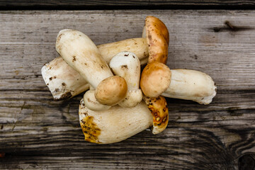 Freshly picked porcini mushrooms on a rustic wooden table. Top view