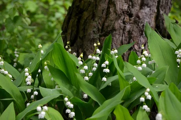 Foto op Canvas lilies of the valley growing near a tree in the forest © Viktoriia Kolosova