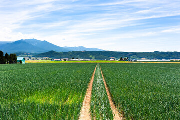 7月、北海道富良野のタマネギ畑・日本