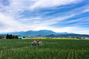 7月、北海道富良野のタマネギ畑・日本