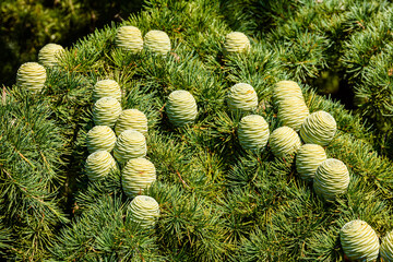 Cones on branches of the Lebanese cedar tree (cedrus libani)