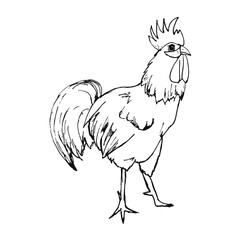 Vector image of a rooster on a white background