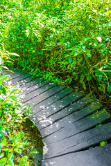Fototapeta na wymiar Tropical jungle plants trees wooden walking trails Sian Kaan Mexico.