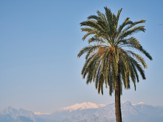 Fototapeta na wymiar beautiful palm tree and sky background