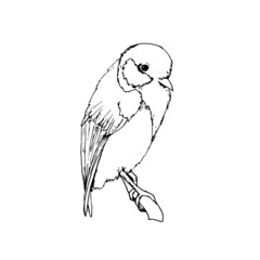 A tit sits on a tree branch in black and white