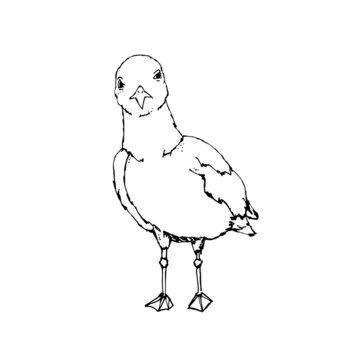 recommend clip art: Seagull stands in black and white
