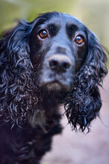 cocker spaniel dog