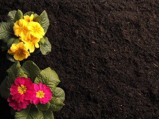 A yellow and pink primrose on a planting bed with text free space, sprintime concept background, view from above