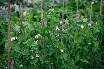 PEA shoots on an organic farm