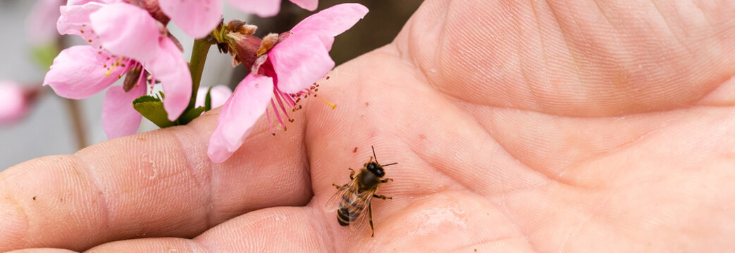 an elderly man holding a bee, control situation in bee colony.
