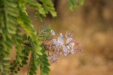 flor de sucupira