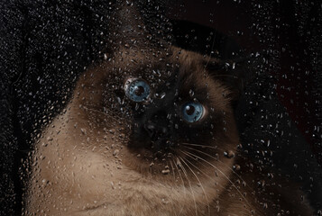 A beautiful Siamese blue-eyed cat looks at drops of water flowing from the glass.