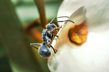 Savannah spiny sugar ant (Polyrhachis schistacea) eating nectar from a (Euphorbia milii) Crown of...