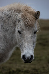 Blonde horse in Iceland