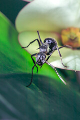 Savannah spiny sugar ant (Polyrhachis schistacea) eating nectar from a (Euphorbia milii) Crown of thorns flower, Pilansburg, North West Province, South Africa