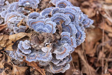 Mushrooms growing on a tree trunk.
