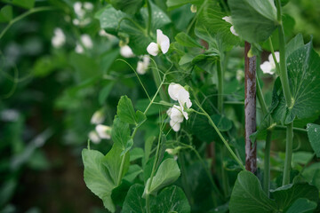 PEA shoots on an organic farm