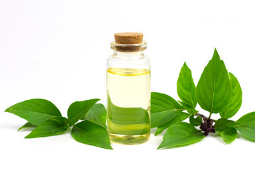 Basil Essential Oil in glass bottle with Branch of Basil isolated on white background.